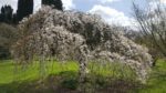 immagini del giardino di ninfa